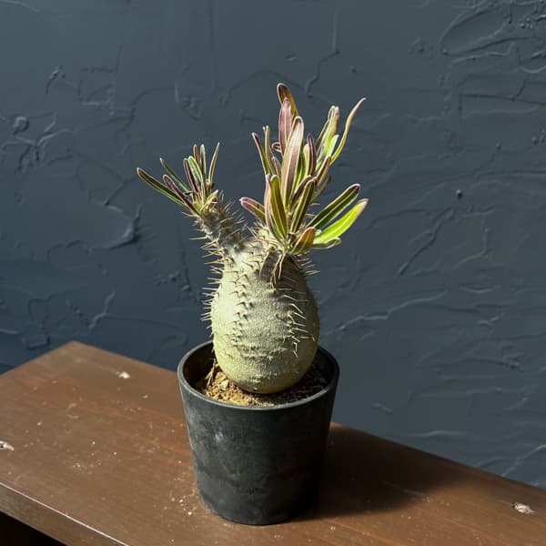 パキポディウム:グラキリス(国内実生株) 3.5号26-01