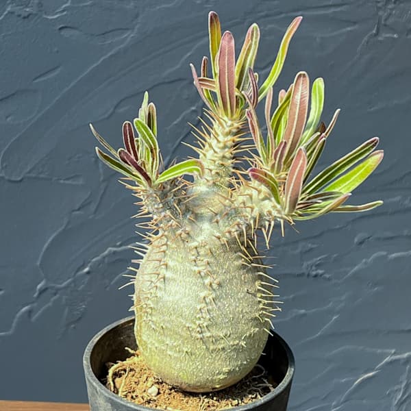 パキポディウム:グラキリス(国内実生株) 3.5号26-01