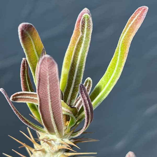 パキポディウム:グラキリス(国内実生株) 3.5号26-01