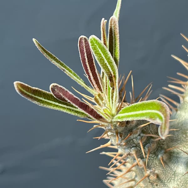 パキポディウム:グラキリス(国内実生株) 3.5号26-01