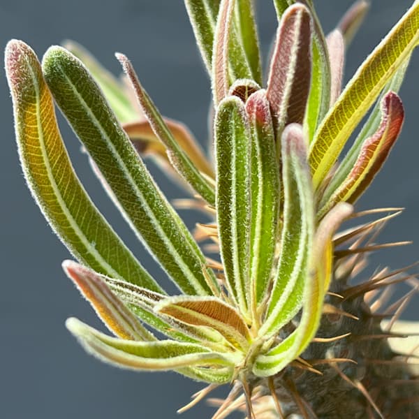 パキポディウム:グラキリス(国内実生株) 3.5号26-01