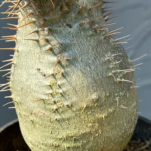 パキポディウム:グラキリス(国内実生株) 3.5号26-01