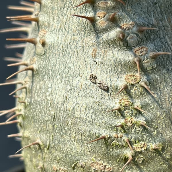 パキポディウム:グラキリス(国内実生株) 3.5号26-01