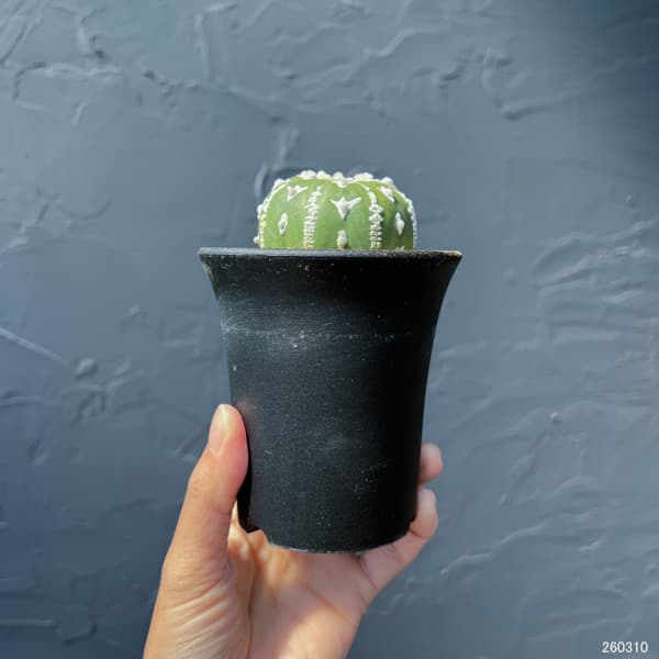 アストロフィツム:スーパーカブト Vタイプ 3号26-01