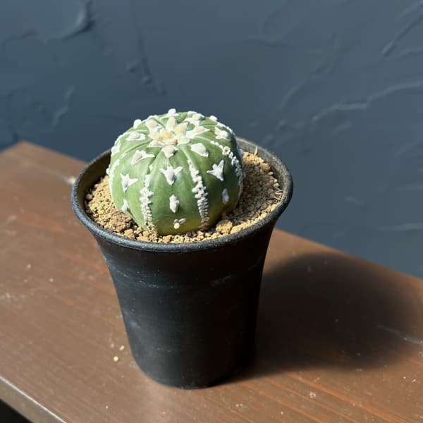 アストロフィツム:スーパーカブト Vタイプ 3号26-01