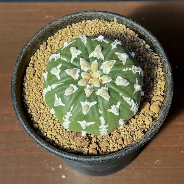 アストロフィツム:スーパーカブト Vタイプ 3号26-01