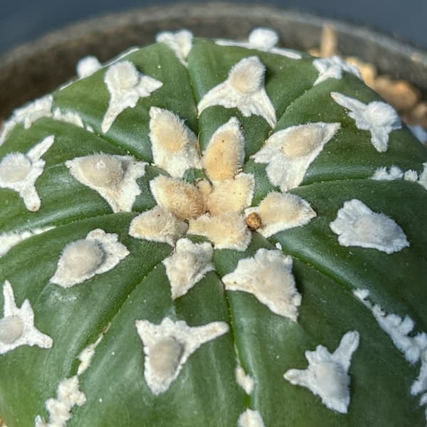 アストロフィツム:スーパーカブト Vタイプ 3号26-01