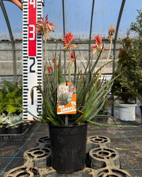アロエ:サファリサンライズ5号ポット