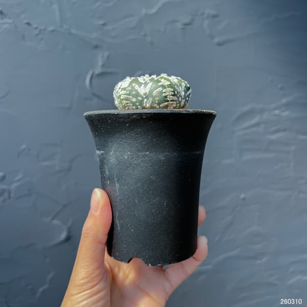 アストロフィツム：スーパーカブト　Vタイプ　3号26-02