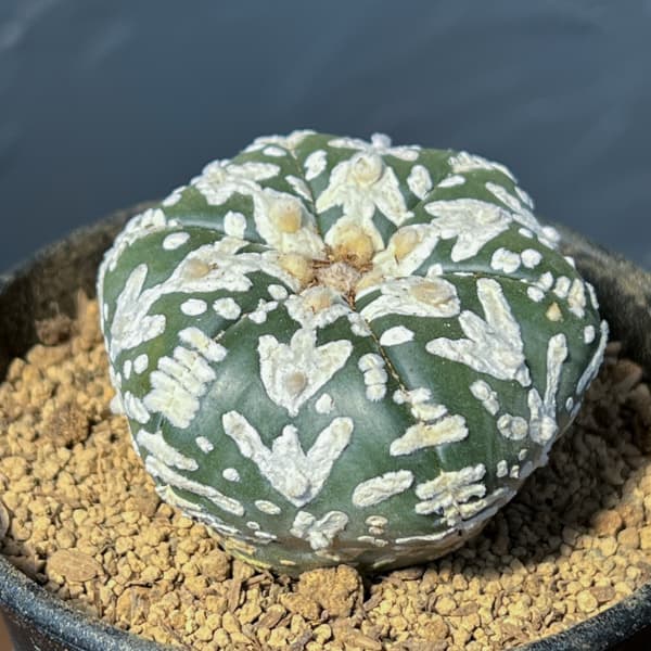 アストロフィツム：スーパーカブト　Vタイプ　3号26-02