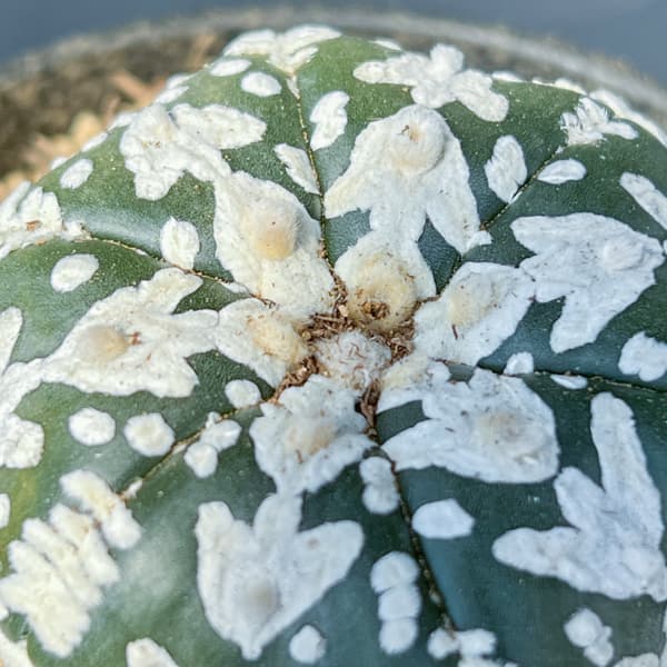 アストロフィツム：スーパーカブト　Vタイプ　3号26-02