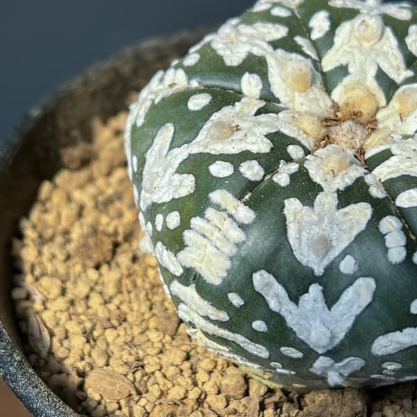 アストロフィツム：スーパーカブト　Vタイプ　3号26-02