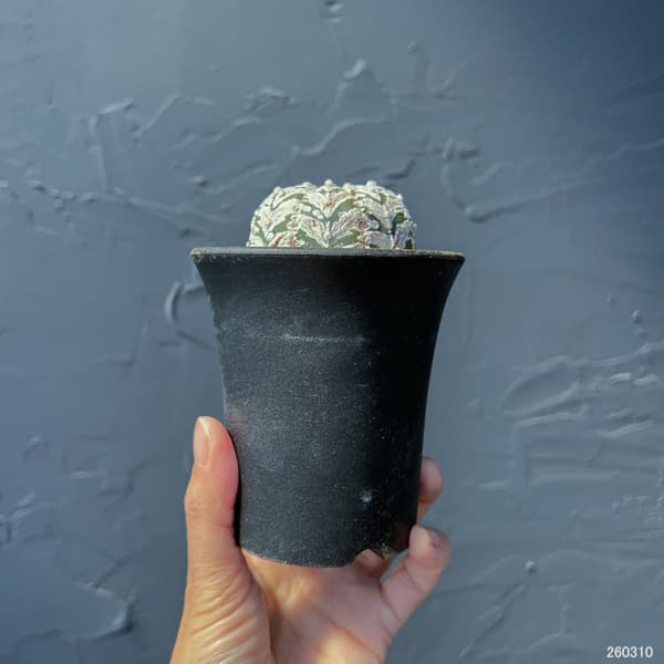 アストロフィツム：スーパーカブト　Vタイプ　3号26-03