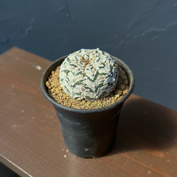 アストロフィツム：スーパーカブト　Vタイプ　3号26-03