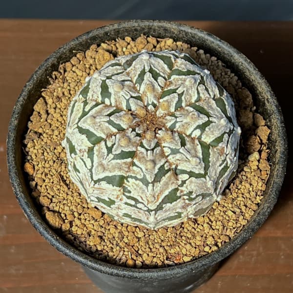 アストロフィツム：スーパーカブト　Vタイプ　3号26-03