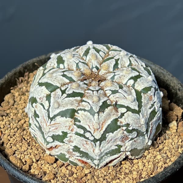 アストロフィツム：スーパーカブト　Vタイプ　3号26-03