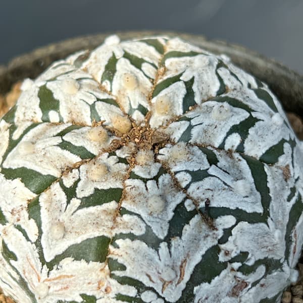 アストロフィツム：スーパーカブト　Vタイプ　3号26-03