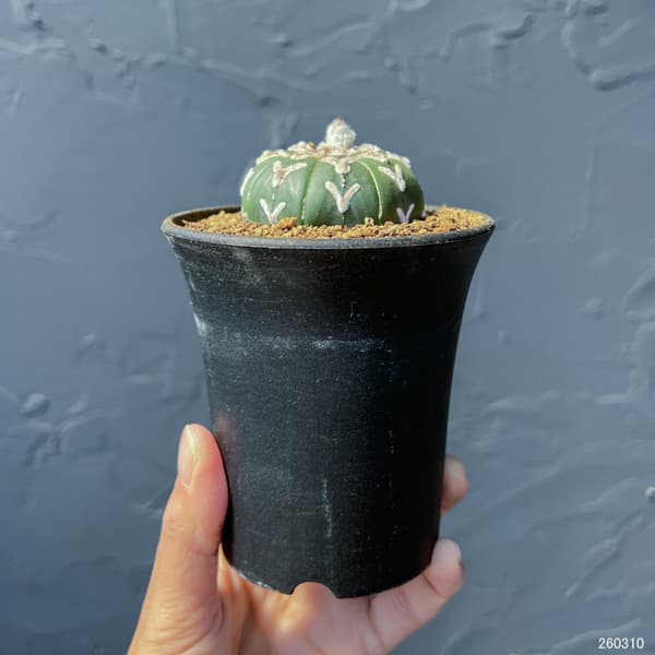 アストロフィツム：スーパーカブト　Vタイプ　3号26-04