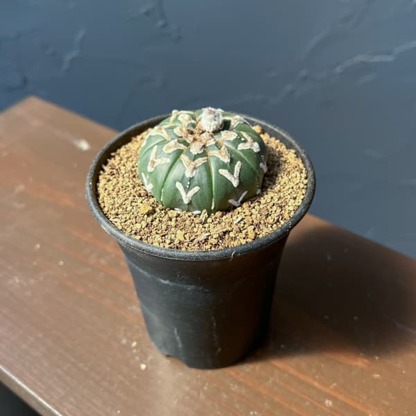 アストロフィツム：スーパーカブト　Vタイプ　3号26-04