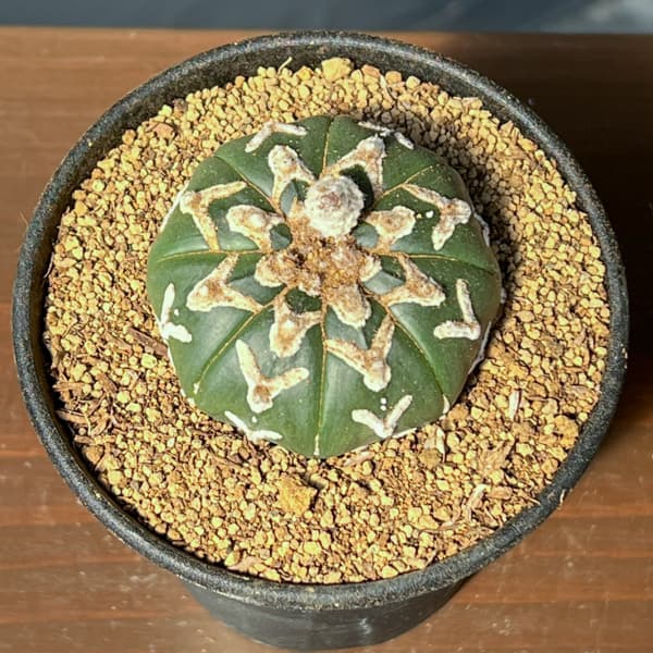 アストロフィツム：スーパーカブト　Vタイプ　3号26-04