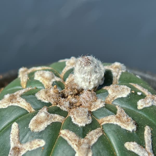 アストロフィツム：スーパーカブト　Vタイプ　3号26-04