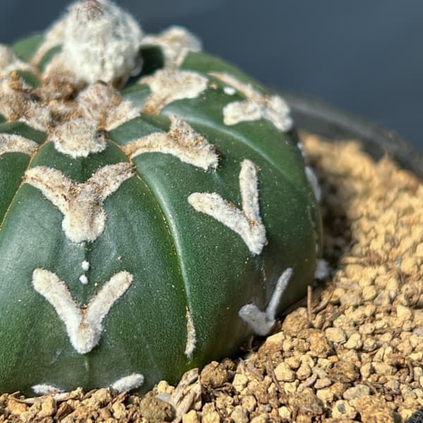 アストロフィツム：スーパーカブト　Vタイプ　3号26-04