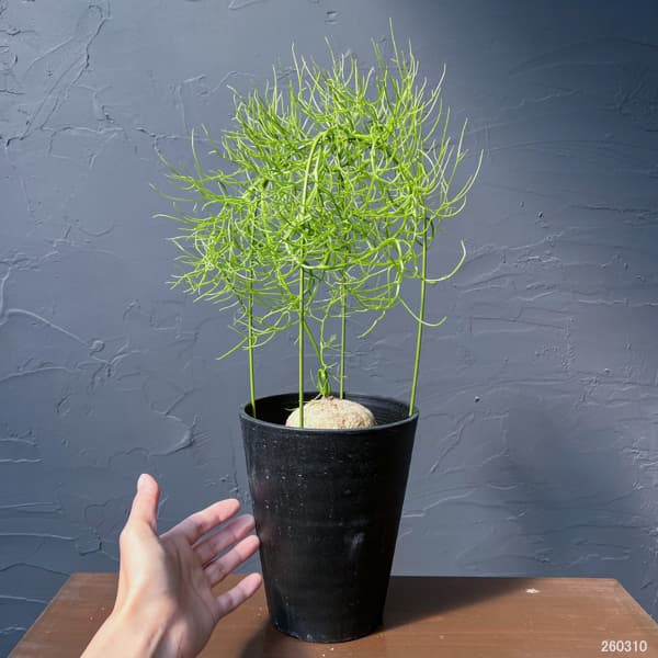 ソウカクデン　5号鉢植え