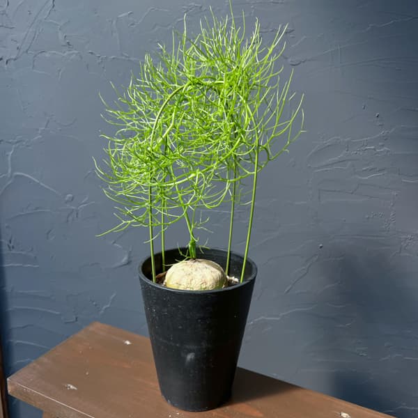 ソウカクデン　5号鉢植え