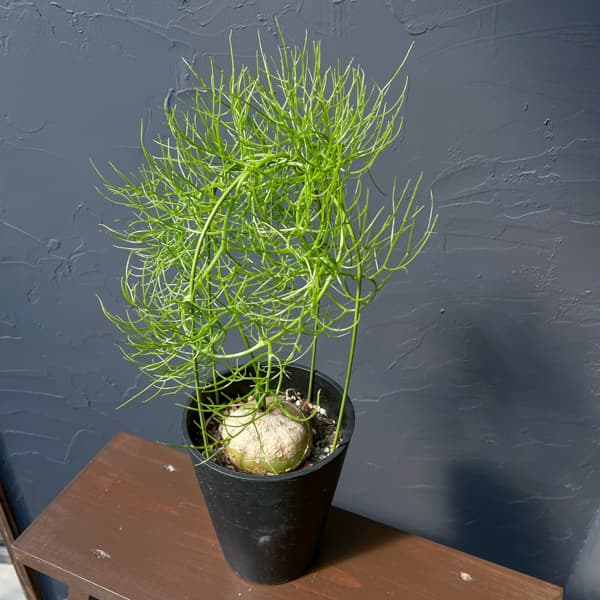 ソウカクデン　5号鉢植え