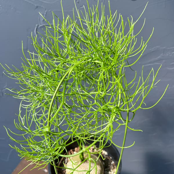 ソウカクデン　5号鉢植え