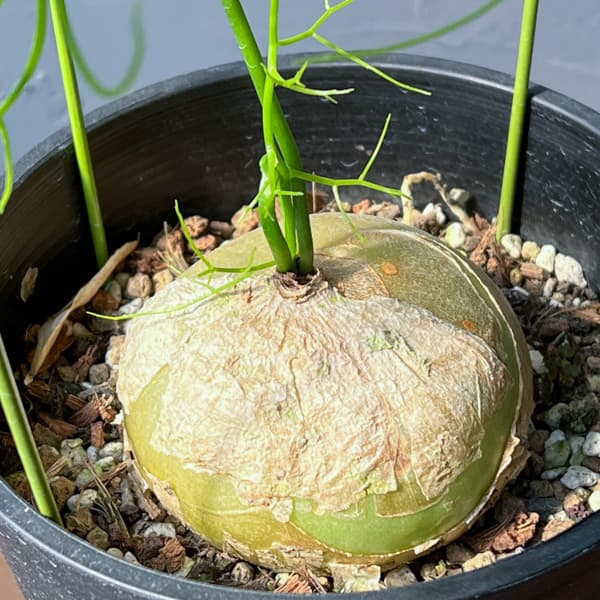 ソウカクデン　5号鉢植え