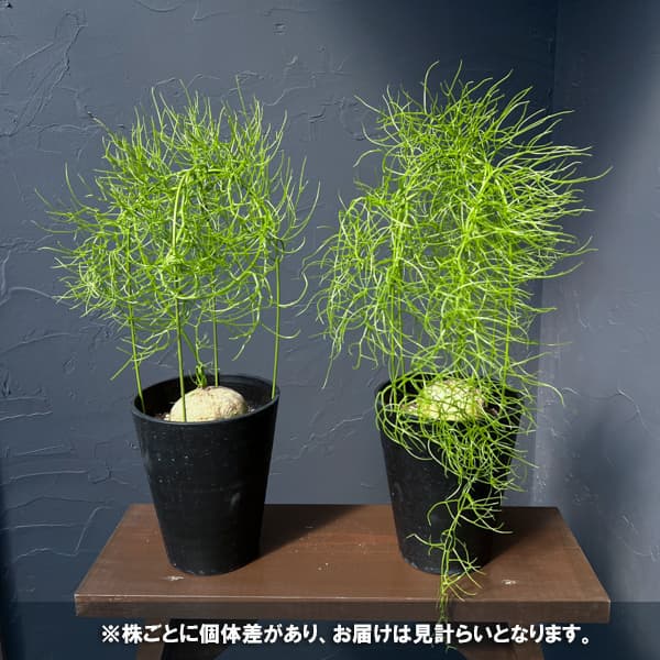 ソウカクデン　5号鉢植え