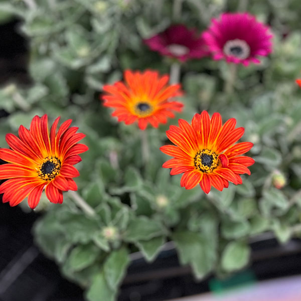 アークトティス：マジック　レッドオレンジ3.5号ポット