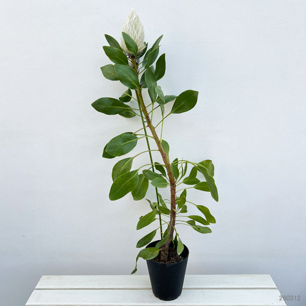 プロテア：アークティックアイス　5号鉢植え