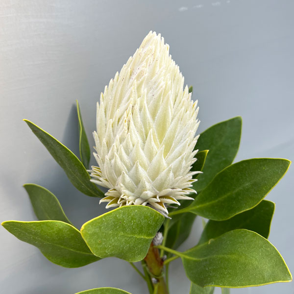 プロテア：アークティックアイス　5号鉢植え