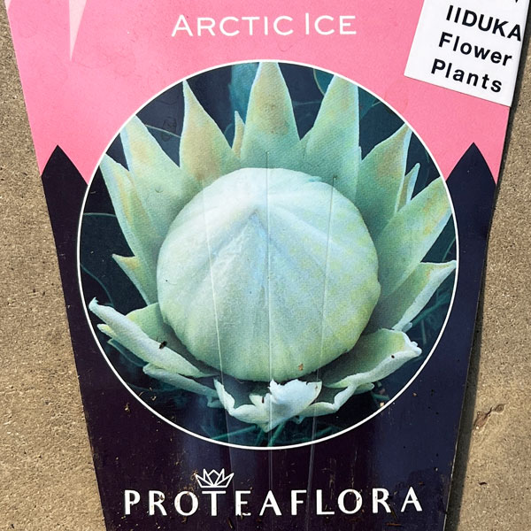 プロテア：アークティックアイス　5号鉢植え