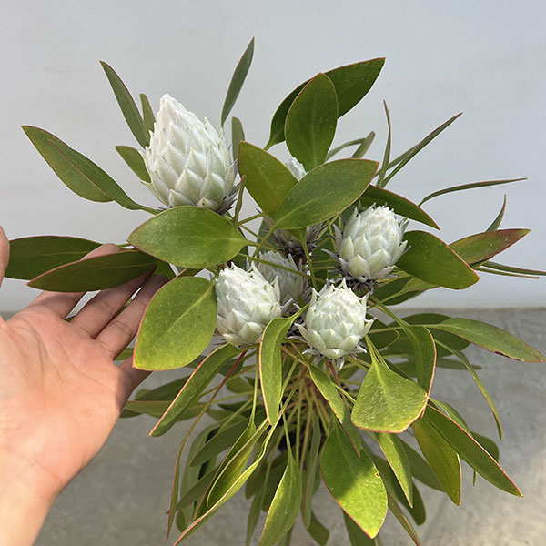 プロテア:アークティックアイス 5号鉢植え