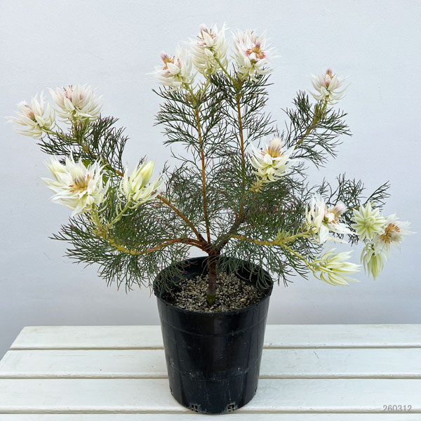 セルリア（ジョーイセルリア）：フロリダ スパーブ ブラッシュ7号鉢植え