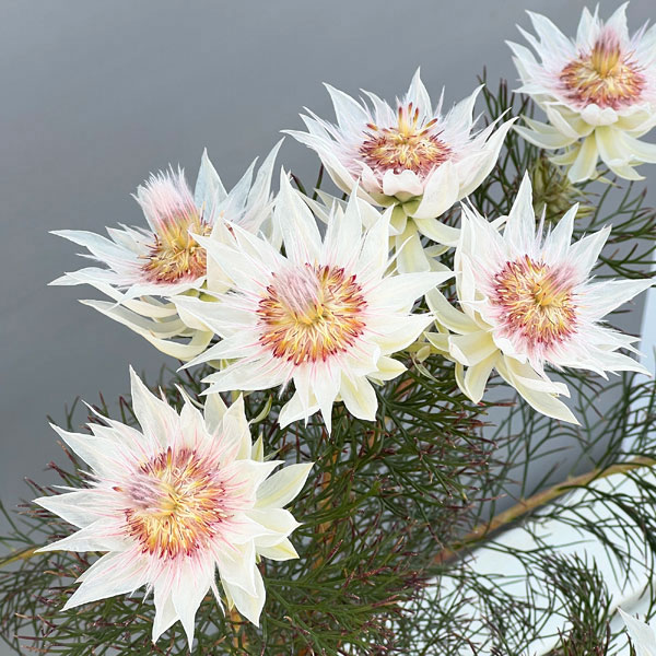 セルリア（ジョーイセルリア）：フロリダ スパーブ ブラッシュ7号鉢植え