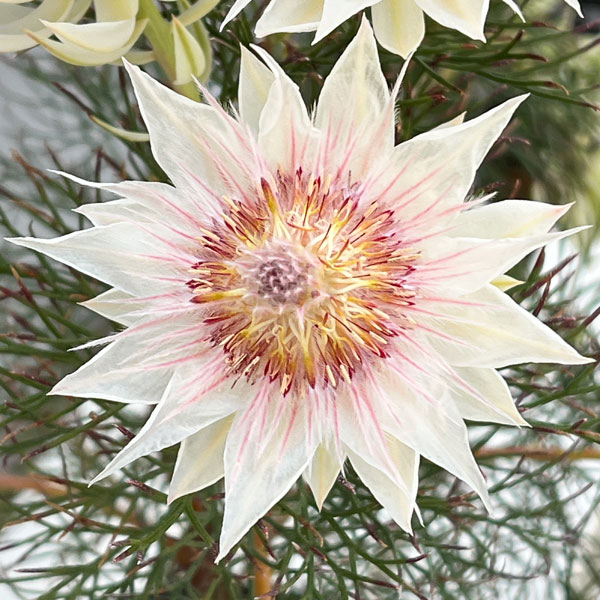 セルリア（ジョーイセルリア）：フロリダ スパーブ ブラッシュ7号鉢植え