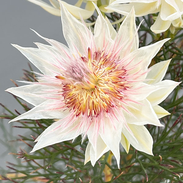 セルリア（ジョーイセルリア）：フロリダ スパーブ ブラッシュ7号鉢植え