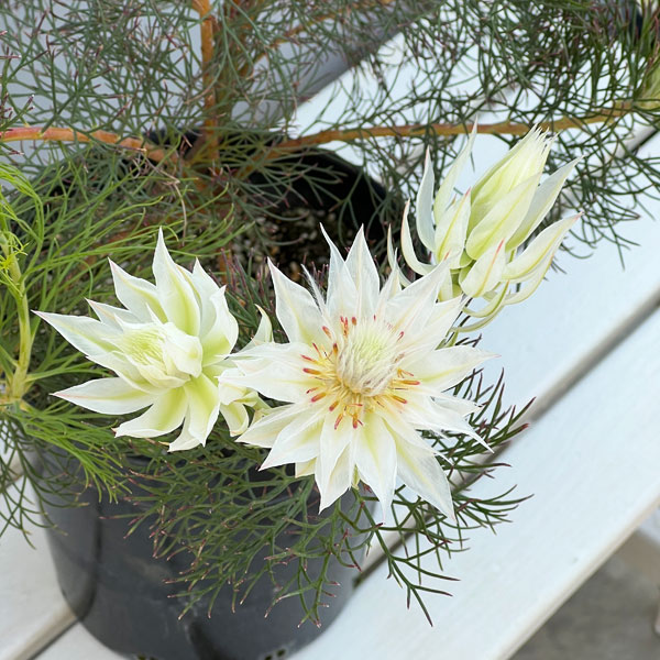 セルリア（ジョーイセルリア）：フロリダ スパーブ ブラッシュ7号鉢植え