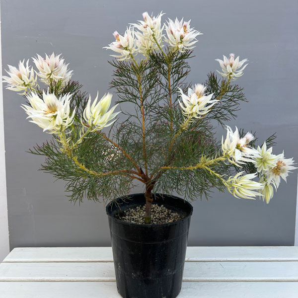 セルリア（ジョーイセルリア）：フロリダ スパーブ ブラッシュ7号鉢植え