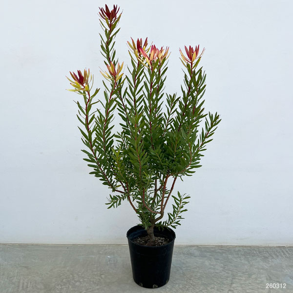 リューカデンドロン：サファリマジック7号ポット