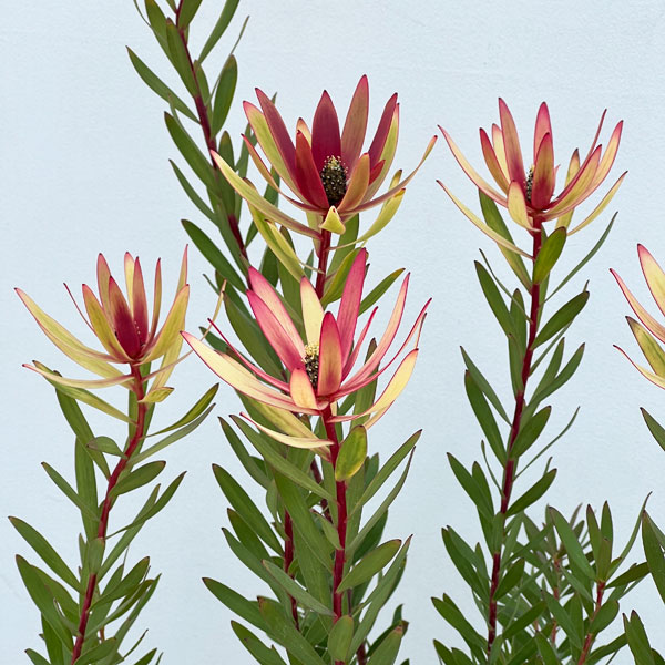 リューカデンドロン：サファリマジック7号ポット