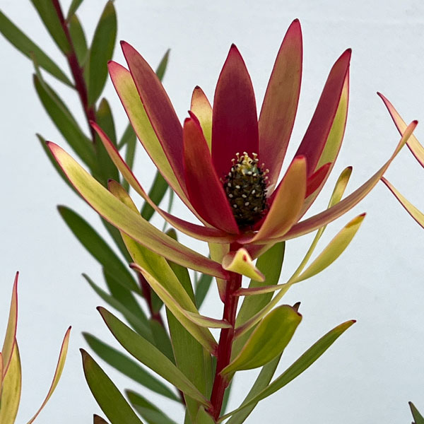 リューカデンドロン：サファリマジック7号ポット