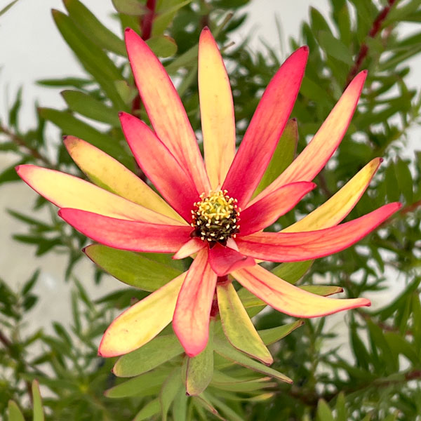 リューカデンドロン：サファリマジック7号ポット