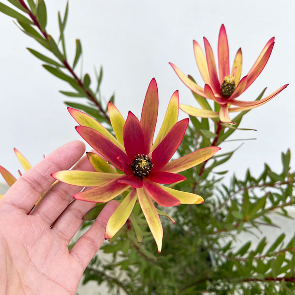 リューカデンドロン：サファリマジック7号ポット