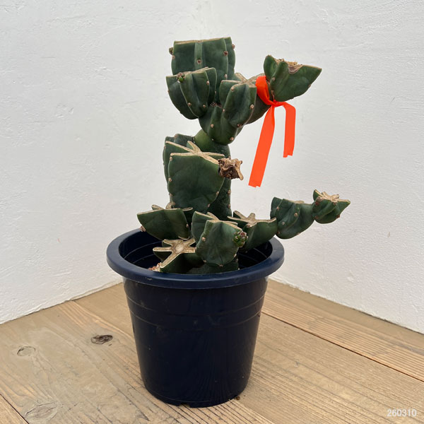 サボテン：ハシラサボテンブランチ仕立て　8号鉢植え26-01