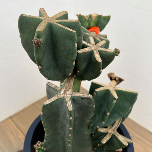 サボテン：ハシラサボテンブランチ仕立て　8号鉢植え26-01